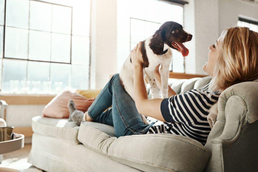 The Best Sofa Fabrics for Dog Owners: Practical Advice from a London Property Expert